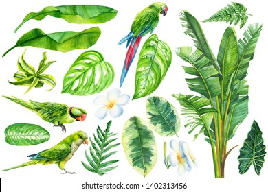 set of birds parrots and a bouquet of tropical plants on a white background, watercolor illustrations, exotic green leaves of banana palm, ficus, philodendron, fern, plumeria flowers