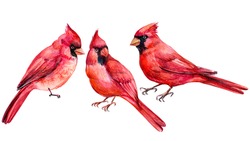  Set Of Birds, Red Cardinal Bird, Watercolor 