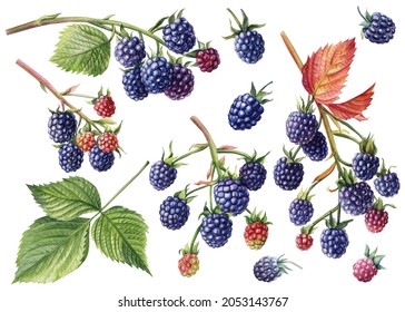 5,131 Blackberry Botanical Illustration Images, Stock Photos & Vectors ...