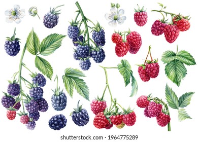 Set blackberries and raspberries on a branch, isolated white background. Watercolor botanical illustration