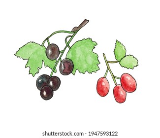 Set Of Blackcurrant And Rosehip Isolated On A White Background. Currant And Rosehip Berries On The Branches With Leaves. The Illustration Is Hand-drawn In Watercolour.