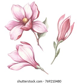 Set of blooming magnolia. Hand draw watercolor illustration