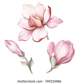 Set Of Blooming Magnolia. Hand Draw Watercolor Illustration