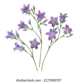 Set of blue spreading bellflower flowers (Campanula patula, little bell, bluebell, rapunzel, harebell). Watercolor hand painting illustration on isolate white background.