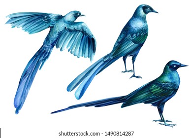 Set of blue tropical birds on an isolated white background, watercolor illustration.  Rueppell's Glossy Starling