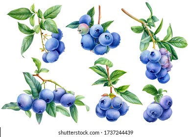 set of blueberry berries on an isolated white background, watercolor, botanical illustration