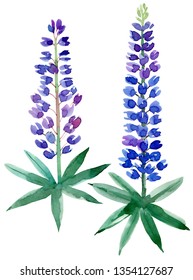 Set Of Bluebonnet Flowers. Watercolor Hand Drawn Illustration On White Background