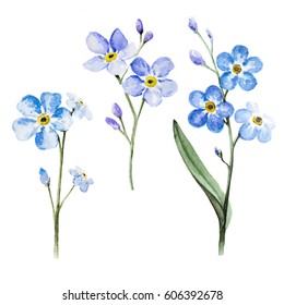 Watercolor Forget Me Not Hd Stock Images Shutterstock