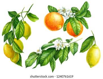 set of branches with lemons, green leaves, flowers, collection of citrus fruits on an isolated white background, watercolor illustration, botanical painting
