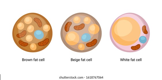 Set Of Brown, Beige And White Fat Cells. Illustration Of Adipose Tissue