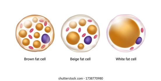 Set of brown, beige and white fat cells. Illustration of adipose tissue