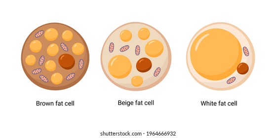 Set Of Brown, Beige And White Fat Cells. Illustration Of Adipose Tissue