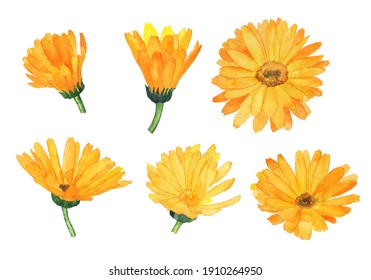 Set of calendula flower isolated on white background. Watercolor hand drawn illustration. Six orange flower. Perfect for label, cover, print, medical design.