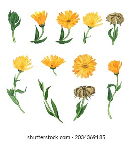 Set Of Calendula Flower Isolated On White Background. Watercolor Hand Drawing Illustration. Calendula Officinalis Open And Close Bud, Seed.