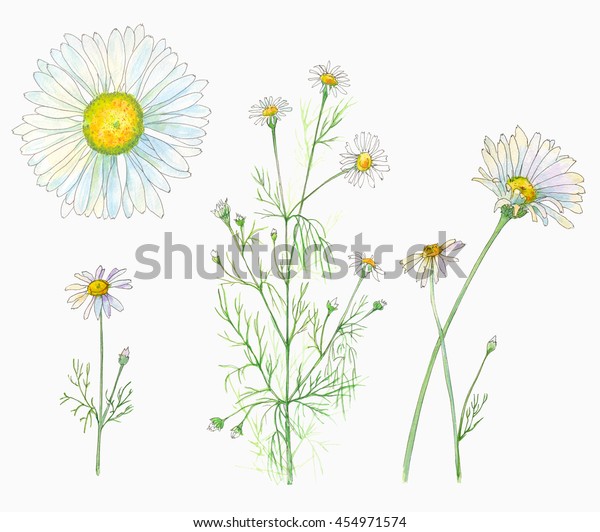 白い背景にシャモミール デイジー の花と葉 ブーケ 水彩画 リアルなイラスト のイラスト素材