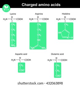 Set Charged Amino Acids Marked Radicals Stock Vector (Royalty Free ...