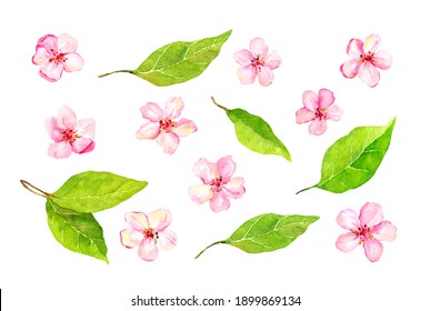 Set of cherry blossom, apple, sakura elements. Watercolor collection of spring flowers and leaves. Botanical illustration 