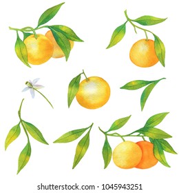 Set with citrus fruit tangerines isolated on white background. Tangerine with branches, green leaves and flower. Watercolor illustration