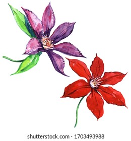 3,102 Clematis drawing Images, Stock Photos & Vectors | Shutterstock