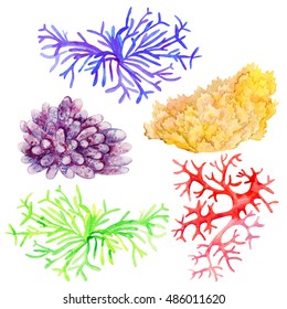 Set collection of hand painted drawn watercolor cliparts of coral reefs