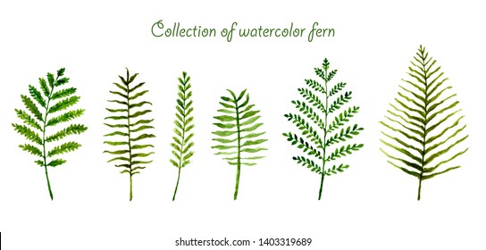 Set of collection watercolor fern hand painted on white background. Decorative element greenery natural leaves for wedding,invitations,greeting. 