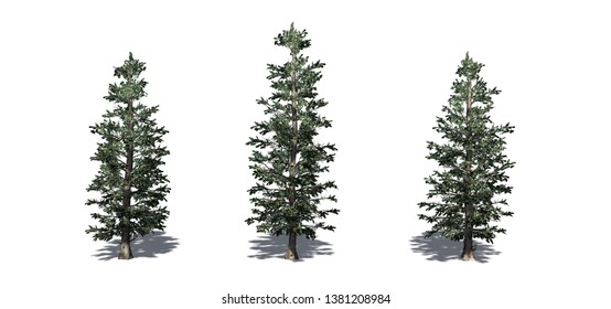 Set of Colorado Blue Spruce trees with shadow on the floor - isolated on a white background - 3D illustration