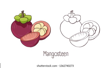 Set colored   monochrome contour drawings whole   cut mangosteen isolated white background  Bundle delicious tropical fruit  wholesome organic veggie food product 