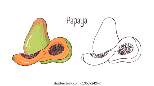 Set colored   monochrome outline drawings whole   cut papaya isolated white background  Bundle sweet juicy exotic fruit  healthy tropical veggie dessert  Realistic illustration 