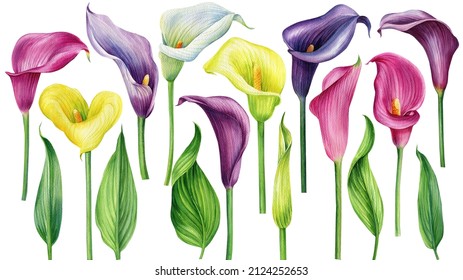 Set Of Colored Tropical Flowers Callas And Leaves. Watercolor Botanical Painting On Isolated White Background