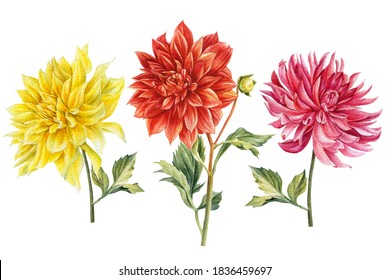 Set of coloreds dahlias flowers, watercolor botanical illustration, hand drawing