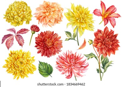 Set of coloreds flowers, watercolor botanical illustration, hand drawing, red and yellow flowers