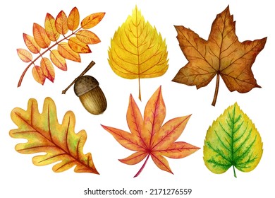 A set of colorful autumn leaves. Oak, aspen, mountain ash, maple, acorn. Watercolor illustration. Done manually