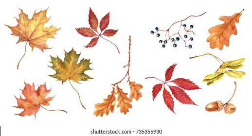 Set of colorful autumn leaves. Watercolor illustration 