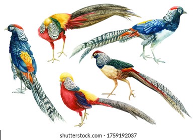 set of colorful birds, pheasants on an isolated white background, botanical watercolor, hand drawing