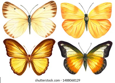 Set of colorful butterflys on an isolated white background, watercolor illustration, hand drawing, painting