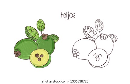 Set colorful   monochrome contour drawings whole   cut feijoa isolated white background  Bundle tasty juicy ripe fresh exotic tropical fruits  healthy vegan food 