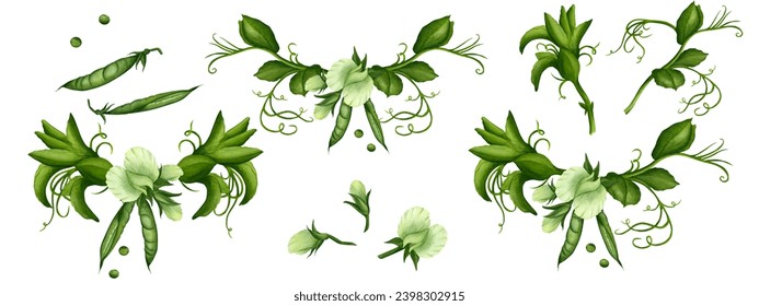 A set of compositions and elements - twigs of green peas with flowers, curls and green pods on a white background. Watercolor illustration. Template for postcards, frames, invitations, greetings. food