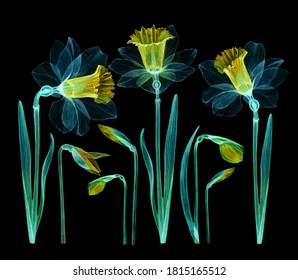 set daffodils transparent flower white yellow petals  x  ray daffodil tender tender  stem and leaves  pistils  hand  drawn watercolor  floral frame drawing isolated black background