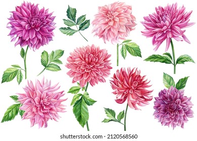 set of dahlia flowers and leaves, watercolor botanical painting