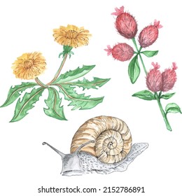 set of dandelion, burdock flowers and snail on white background