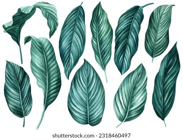 Set dark green tropical leaves isolated white background, watercolor illustration, jungle design plants. Leaf collection - Powered by Shutterstock