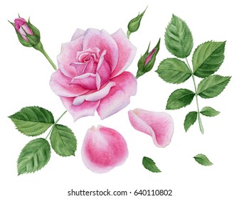 Download Rose Leaf Illustration High Res Stock Images Shutterstock