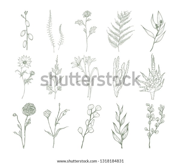 白い背景に花 シダ 多肉植物の詳細な植物図のセット 輪郭線で描いた花柄の装飾の束 エレガントな自然のイラスト のイラスト素材