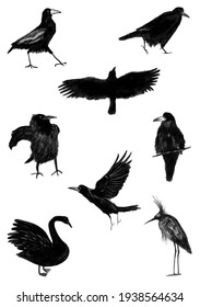 Set of different birds. Silhouettes of crows, rooks, herons, swans. Graphic drawings
