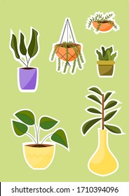 set of different plants in pots 
