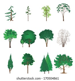 Set Collection Common Trees Isolated White Stock Illustration 302880113 ...