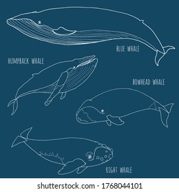 Set Different Whales Hand Drawn Sketch Stock Illustration 1768044101 ...