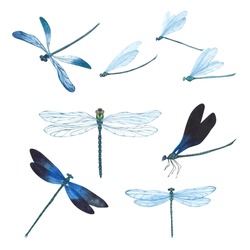 Set Dragonfly With Detailed Wings Isolated. Watercolor Hand Drawn Realistic Flying Insect Llustration For Design