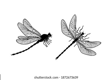 Set Of Dragonfly Insect. Outline. Isolate On A White Background.
