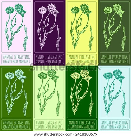 Set of drawings of ANNUAL EVERLASTING in different colors. Hand drawn illustration. Latin name XERANTHEMUM ANNUUM L. Stock photo © 
